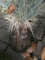 Softpots at Grove House